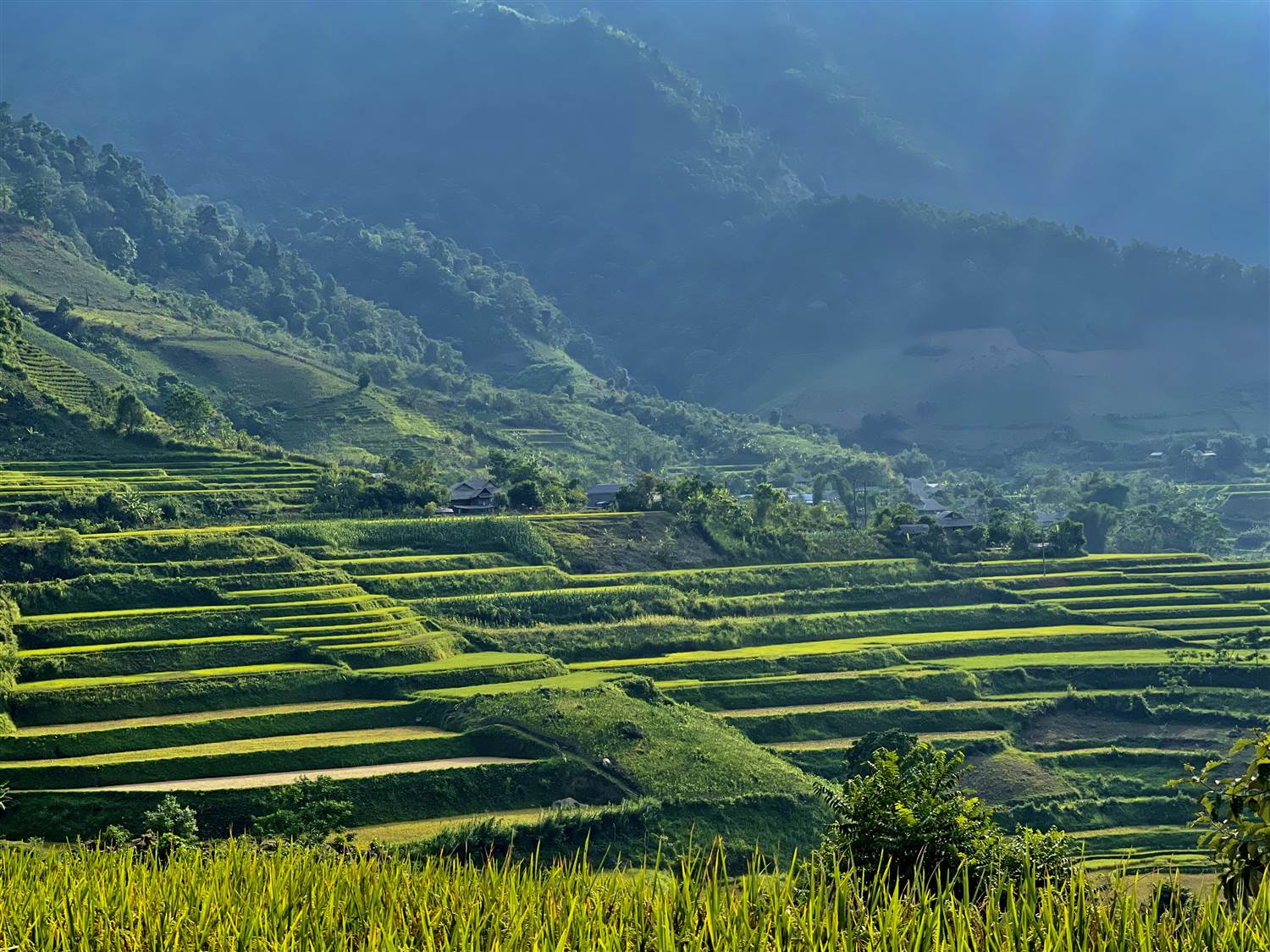 Ruộng bậc thang Lai Châu mùa gặt